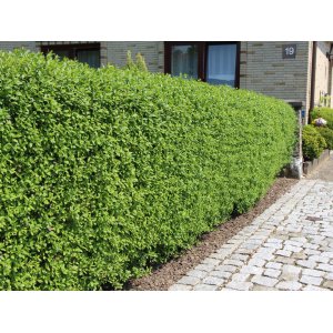 Vtáčí zob obyčajný (Ligustrum Vulgare)  ´ATROVIRENS´ - výška 30-50 cm, kont. C2L/C5L